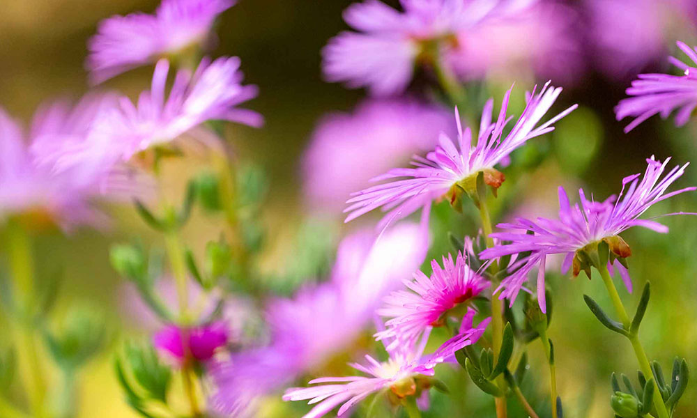 Prevention and Population Health